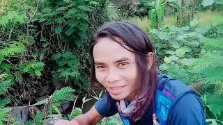 Download Lagu MANCING WADEUR KLU LG HOKI YA BEGINI. MICRO FISHING‼️. Putra Angler mania 🎣 MP3