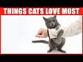 11 Things Cats Love the Most