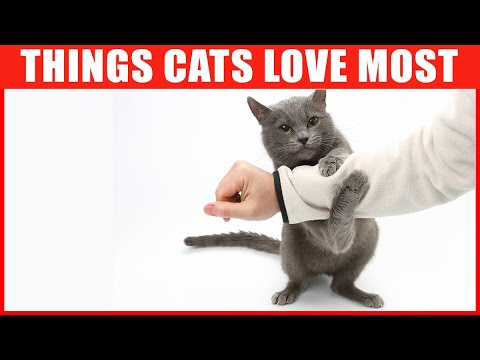 Video: 5 Weird Things Cats Love