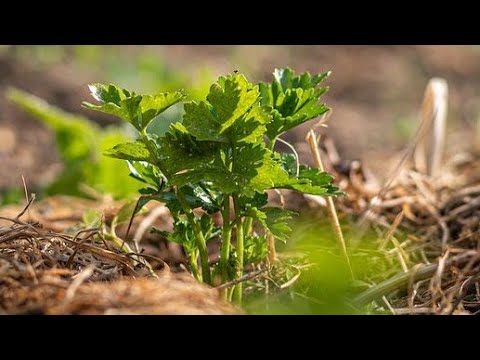 Video: Koje Biljke Sadrže Puno Beta-karotena