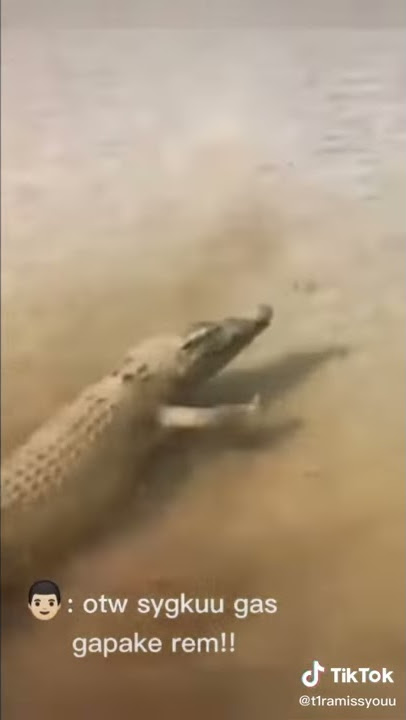 STORY BUAYA DARAT ( tiktok t1ramissyouu )