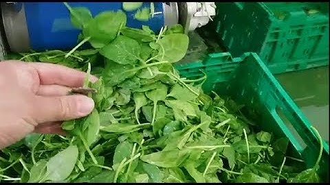 Discovery optical sorting machine for baby spinach leaves | RAYTEC VISION SpA