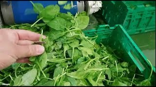Discovery optical sorting machine for baby spinach leaves | RAYTEC VISION SpA Profile