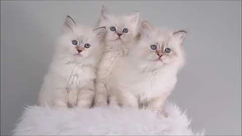 Watch the video about Litter i Siberian Glory. Siberian Neva masquerade kitten