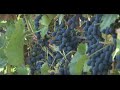«Строить и жить». Как вырастить виноград