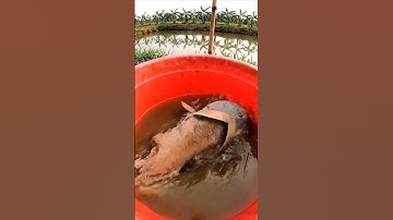 Con vật kì lạ không có thật ở Việt Nam : Cần thủ nay câu được con cá lạ quá 