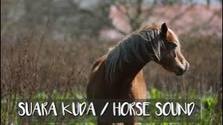 suara kuda / horse sound