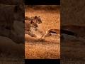 Awesome Animal Takedowns
