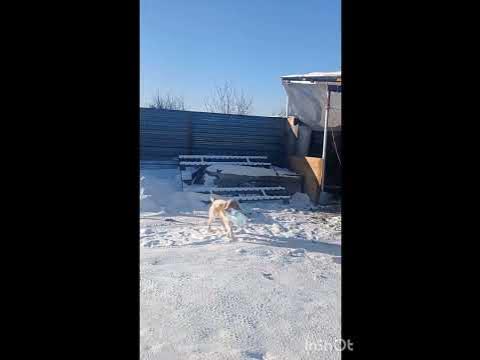 собачка жевачка - YouTube