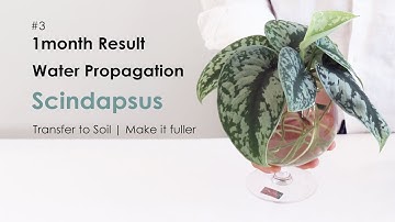 1month update for Propagating satin pothos in water,  Transfer Scindapsus plant propagation to soil