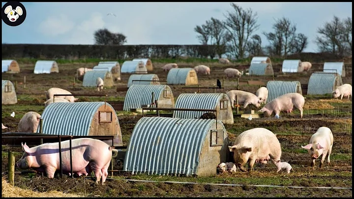 How German Farmers Raise Millions Of Free-Range Pigs - Modern Pork Processing Factory - DayDayNews