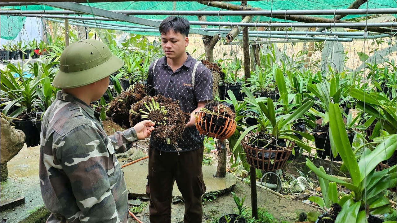 Trieu Kha Thu Hoach, a giant fruit of little known origin, sells to traders at a high price.