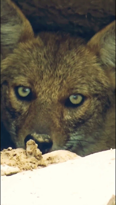 Wolf Howling Sound#wolf#coyote#jackal#siyar#siyal#wildlife#trending#viral