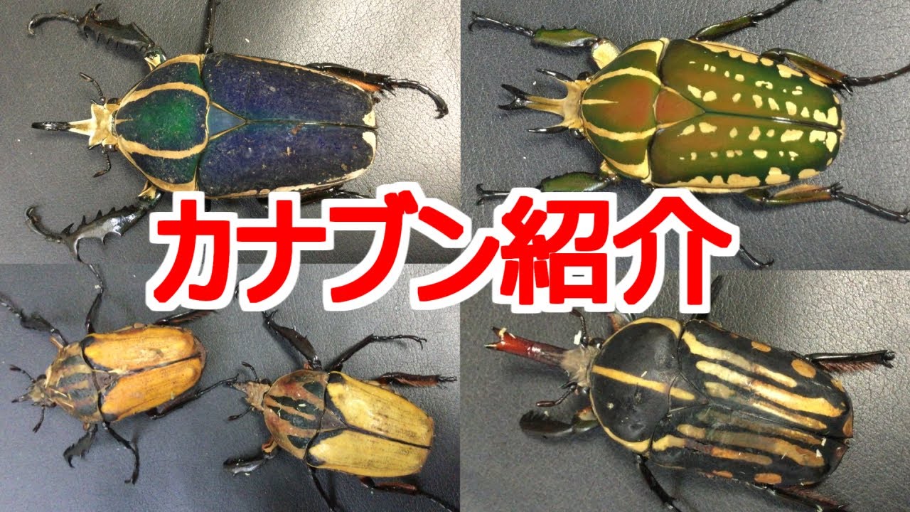 いつも昆虫バトルで使っているカナブンを紹介します！！【メキノリーナ