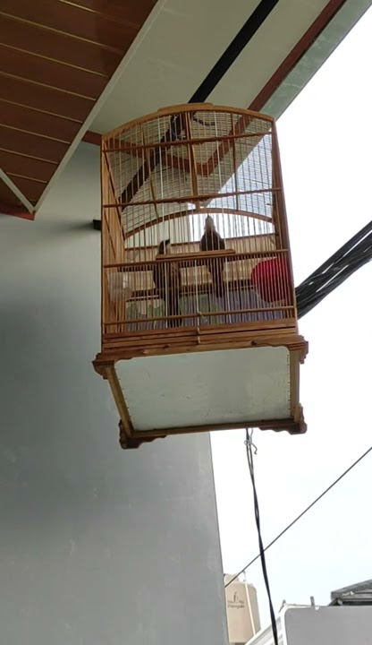 cucak rowo pasangan hutan ropel@short
