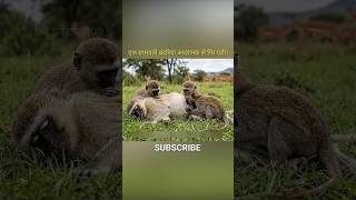 एक ग्राभवती बंदरिया अच्छानक से गिर पड़ी!#monkey #injury