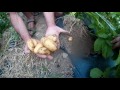 Raccolta delle patate novelle
