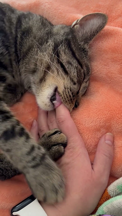 Finger-Sucking Cat ASMR