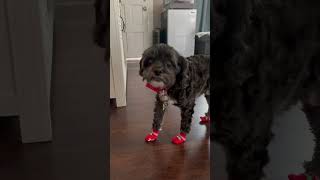 Max and his new Christmas socks for December