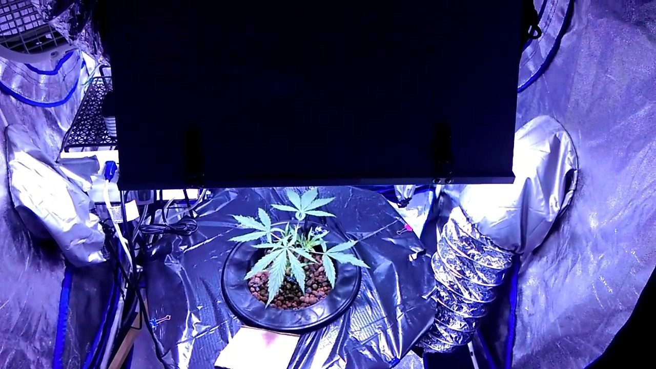 Neville's Haze/Inca goddess