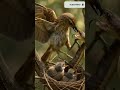 Bird vs Snake 🦜vs🐍 Ai Shorts #birds #nature #wildlife