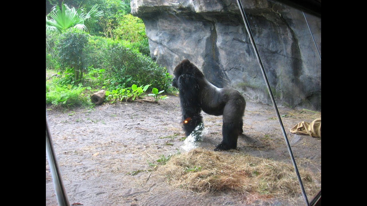 Disney´s Animal Kingdom. Orlando. Gorilla - YouTube
