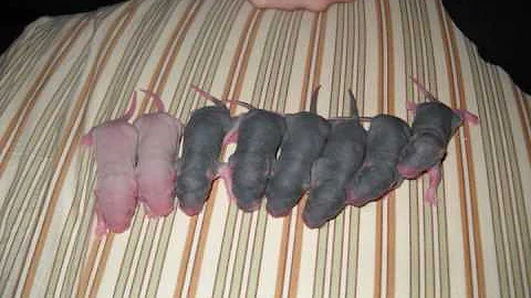 Decatur's Liter - Watch Baby Rats Age - DayDayNews