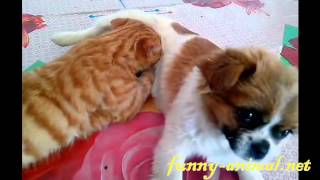 Gluttonous cat gets milk from dog , 