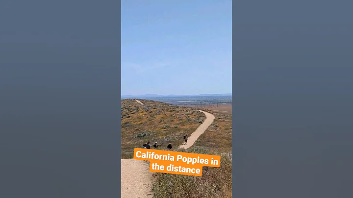 California Poppies SUPERBLOOM in the distance - DayDayNews