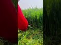 cutting fresh green grass in the large field using a sharp metal sickle during the bright day hours
