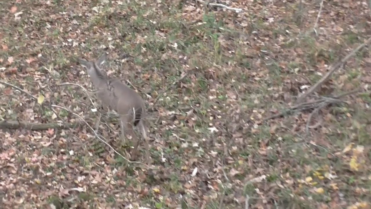 East Tennessee Rut Action 111317 YouTube