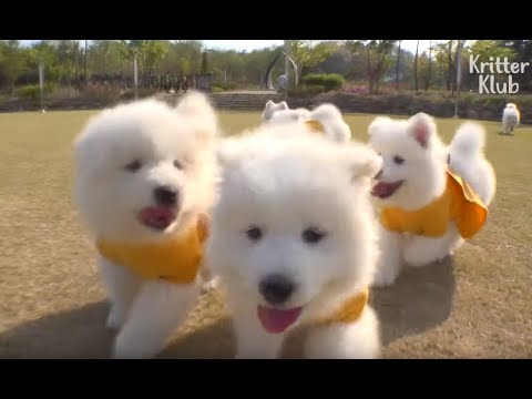 the-six-troublemaker-samoyed-puppies-get-a-visit-from-their-father-(part-2)-|-kritter-klub