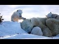 Au pays de l'ours blanc - Documentaire animalier