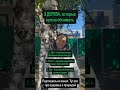 Эти 3 ДЕРЕВА нужно обнимать! #здравие #природа #здоровье