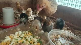 Бегляна учит цыплят есть варёное яйцо с зелёным луком🐤🐔))#цыплята #курочка #квочка #бентамки #birds