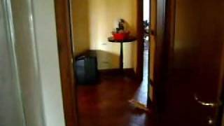 Jack Russell Kiki-Non Molla La Presa