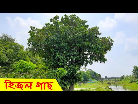 ভিডিও: হিজল মানে?