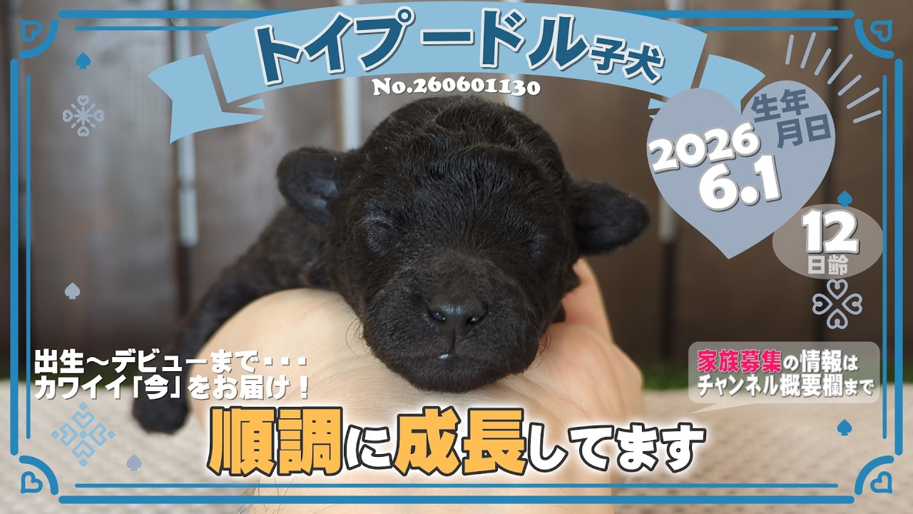 トイプードル子犬｜2026.6.1生（12日齢）③｜グレー｜男の子｜滋賀県