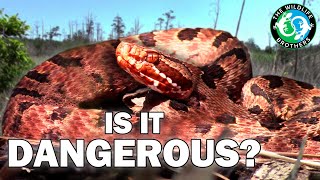 The Bizarre Rattlesnake You&#39;ve Never Heard Of - Should You Be Scared?