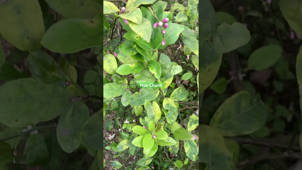 Hoa chanh - YouTube