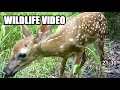 Wildlife video 21-30 of Trail Cameras in the Foothills of the Smoky Mountains