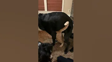 Ménage à Trois Dogs And Cat Threesome 