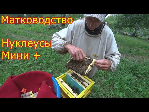 Матководство. Облёт маток в нуклеусах Мини +