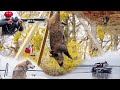 Rêves De Chasse n°6 : Chasse en battue sur l'île aux sangliers - Wild Boar Island