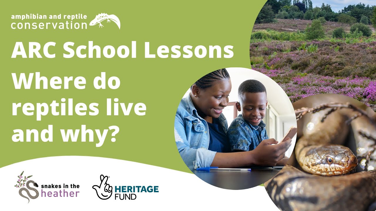 ARC School Lessons - Where do reptiles live and why? - YouTube