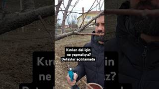 Kırılan Dal Için Ne Yapmalıyız?Detaylar Açıklamada