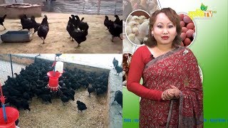 कडकनाथ(Kadaknath) कुखुराको विशेषता || Poultry Bishesh