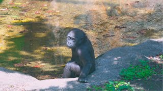 Baby Gorilla Sumomo Rests by the Water and Drink | Gorilla Haoko Family