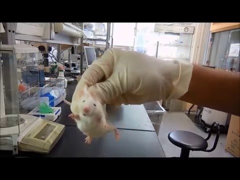 How to hold Lab Mice