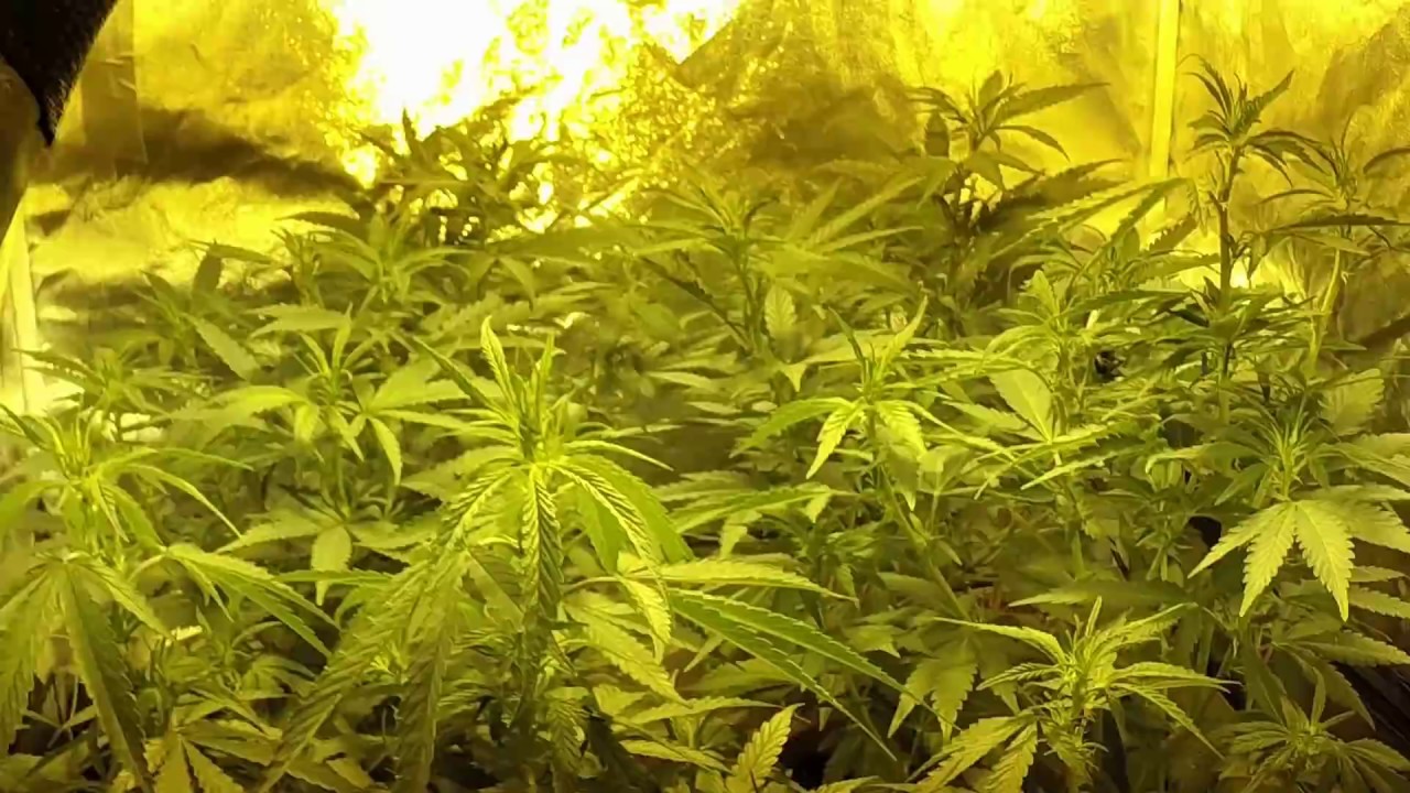 1 Week Flowering Aurora Indica + Blueberry Marijuana Plants